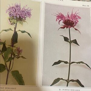 🌹 20 for $20 Antique Botanical Print Original natural bergamot plant home decor